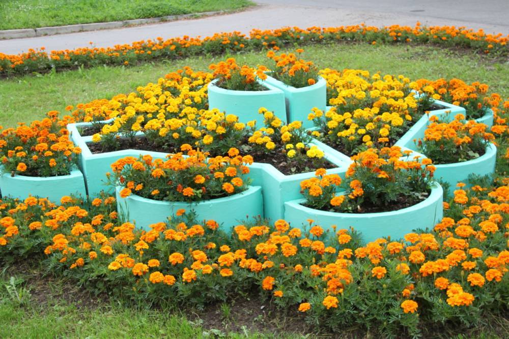 В этом году в Выборгском районе высадили более 342 тысяч цветов