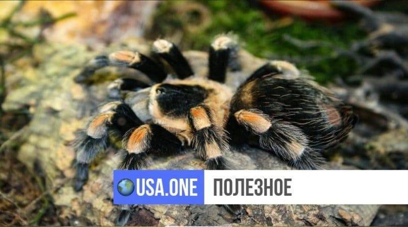Тысячи тарантулов-каннибалов готовятся покинуть свои норы в поисках партнеров для спаривания
