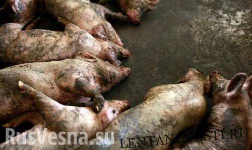 Десятки тысяч свиней сжигают в 9 котлованах: На Западной Украине чума