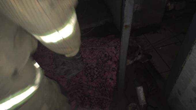 В Васкелово спасатели вытащили пса из плена металлической двери