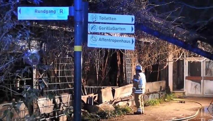 Более 30 животных сгорели в немецком зоопарке в новогоднюю ночь