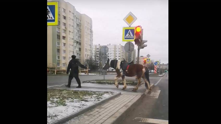 Полиция Петербурга «задержала» бесхозную лошадь в Муринском парке