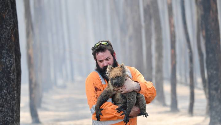 Лесные пожары в Австралии унесли жизни более миллиарда животных и птиц