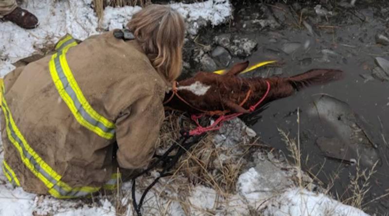 Пожарные провели семь часов в ледяной воде, чтобы спасти провалившуюся лошадь