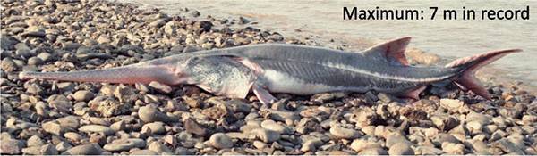 Крупнейшая в мире пресноводная рыба признана полностью вымершей
