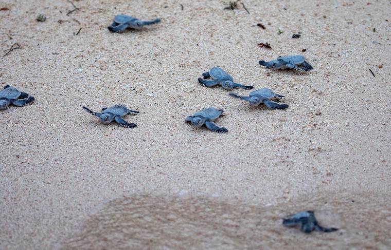 «Красный прилив» в Мексике погубил почти 300 черепах