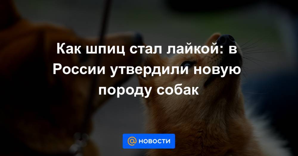 Как шпиц стал лайкой: в России утвердили новую породу собак
