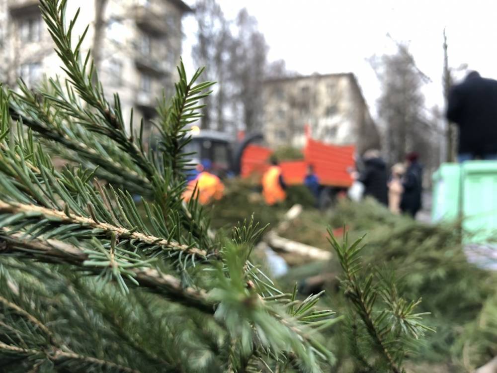 В Петербурге очередные новогодние ели переработали ради блага животных