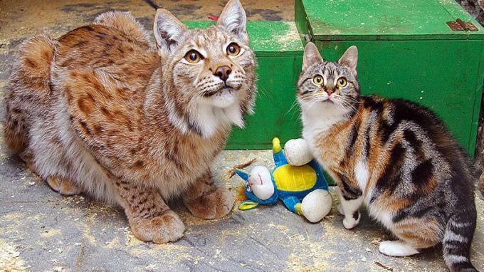 В Ленинградском зоопарке умерла домашняя кошка Дуся - piter.tv