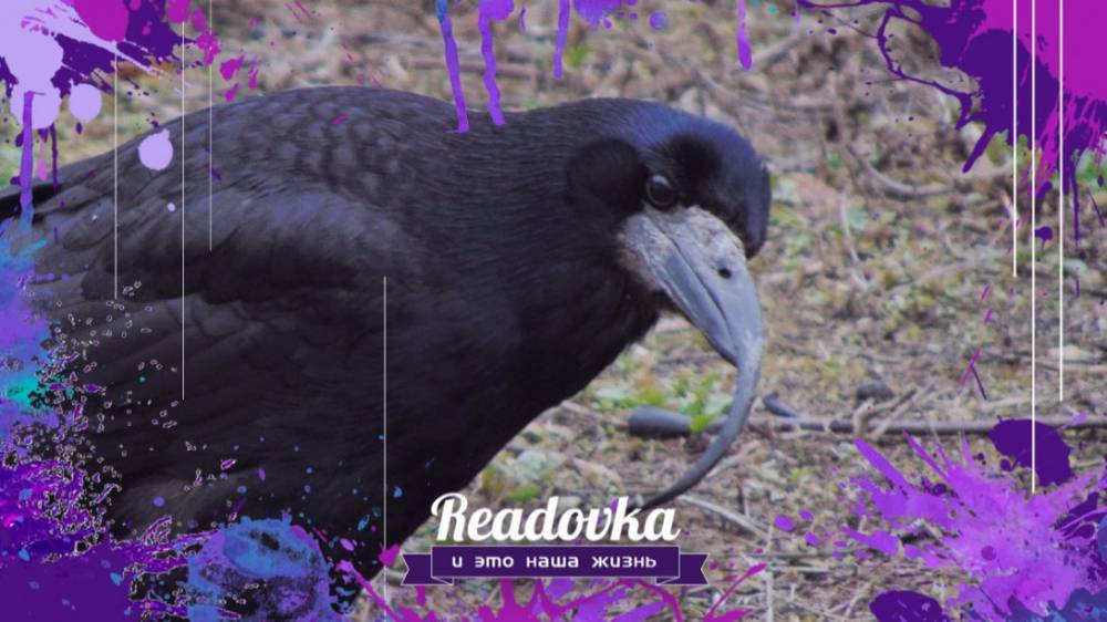 В центральной России массово гибнут птицы: химикаты, металлургия и инфекции