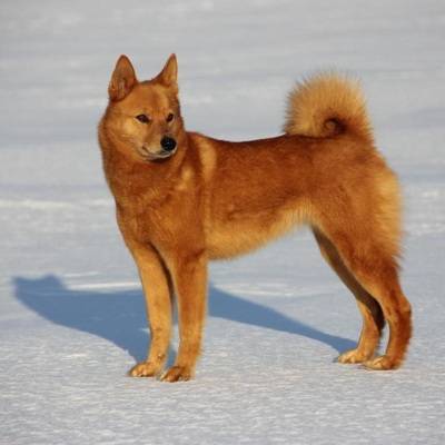 Карельская лайка официально признана новой породой собак в России