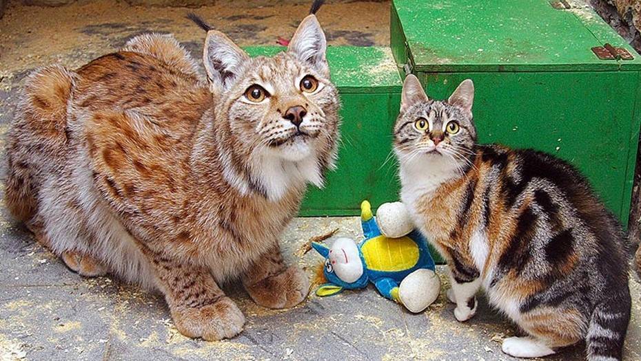 В Ленинградском зоопарке умерла 12-летняя кошка Дуся