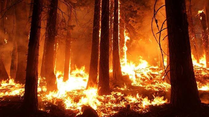 Петербуржец, живущий в Австралии, рассказал о страшных лесных пожарах