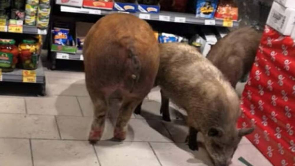 Опьяневшие свиньи «поразбойничали» в супермаркете