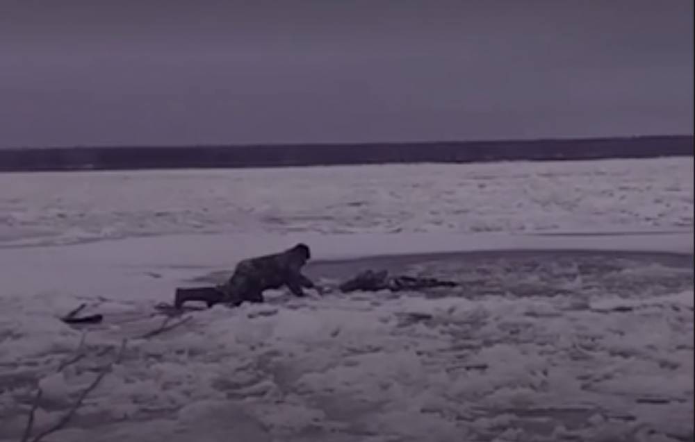 Спасение лося, провалившегося под лед Волги, попало на видео