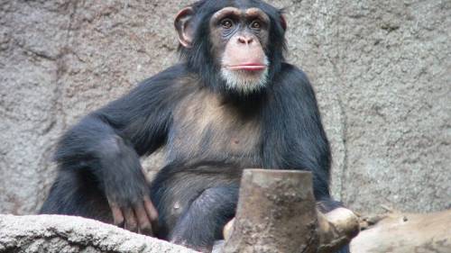 Постояльцам отеля в Конго предложили попробовать копченого шимпанзе - Cursorinfo: главные новости Израиля