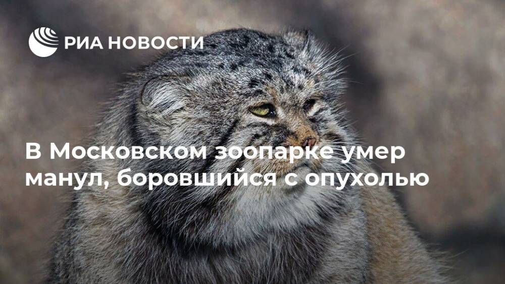 В Московском зоопарке умер манул, боровшийся с опухолью