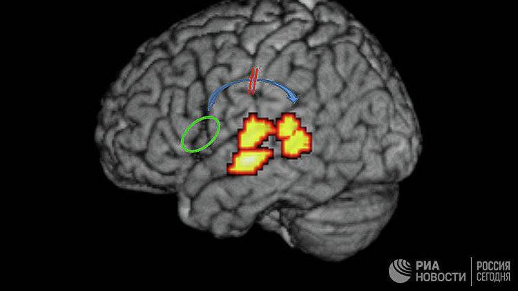 Как омолодить мозг и улучшить память ответили ученые