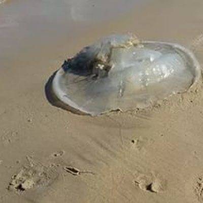 Краснодарский гидрометцентр назвал возможную причину массовой гибели медуз