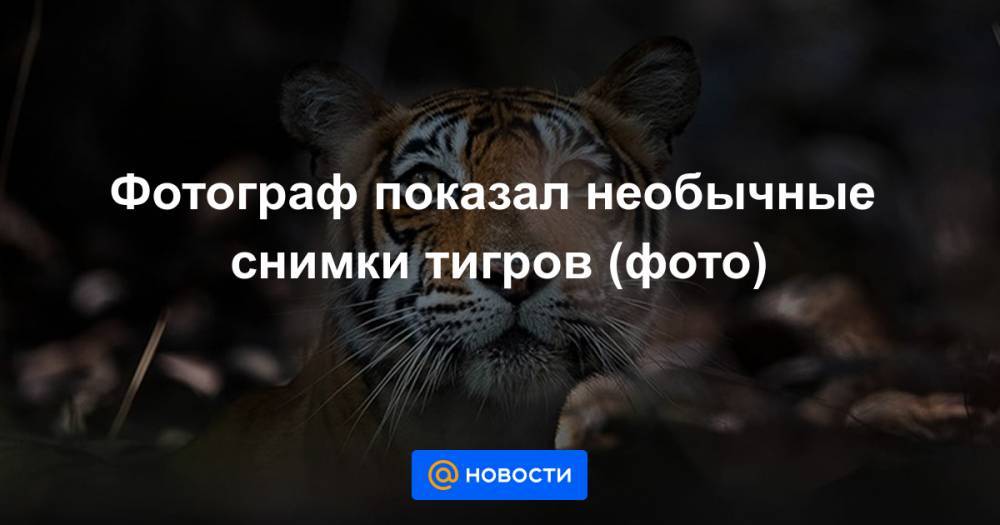 Фотограф показал необычные снимки тигров (фото)