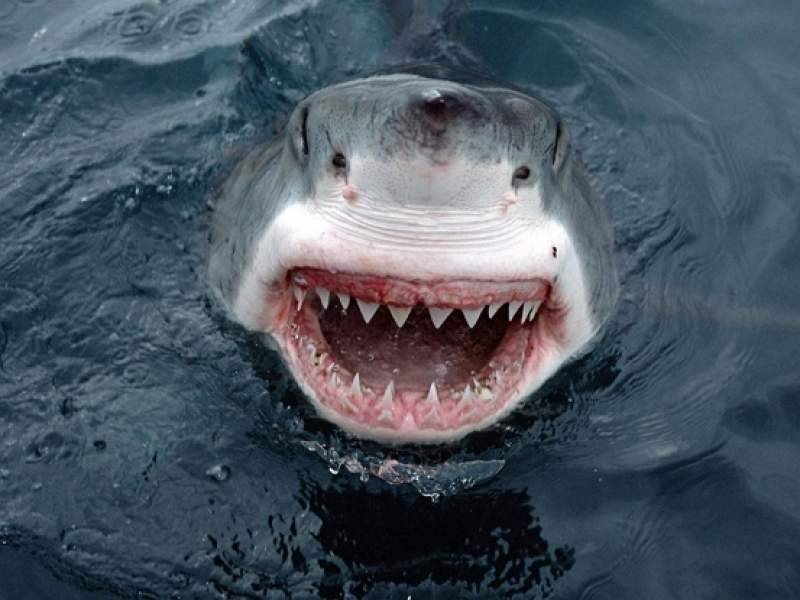 В Австралии акулы съели немецкого футболиста