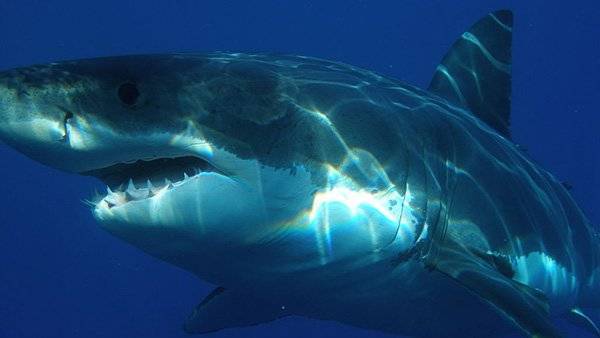 Акулы съели немецкого футболиста во время отдыха в Австралии
