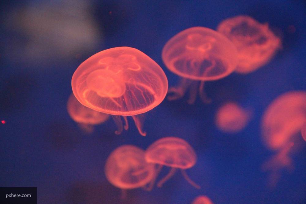 В Анапе зафиксировали массовую гибель медуз