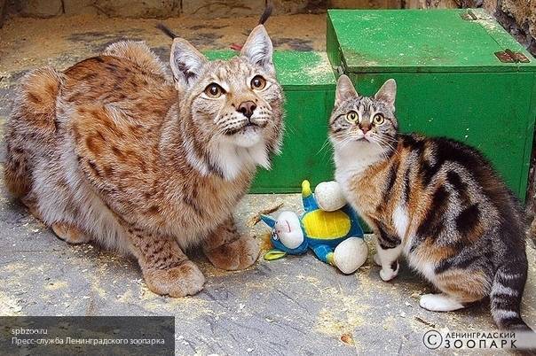 В Ленинградском зоопарке умерла кошка, прожившая с рысью в вольере 12 лет