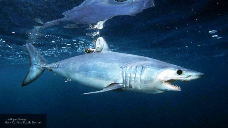 Австралийские акулы пообедали немецким футболистом, сорвавшимся со скалы в море