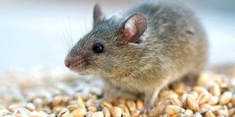 Россияне стали выбрасывать крыс и мышей после Нового года