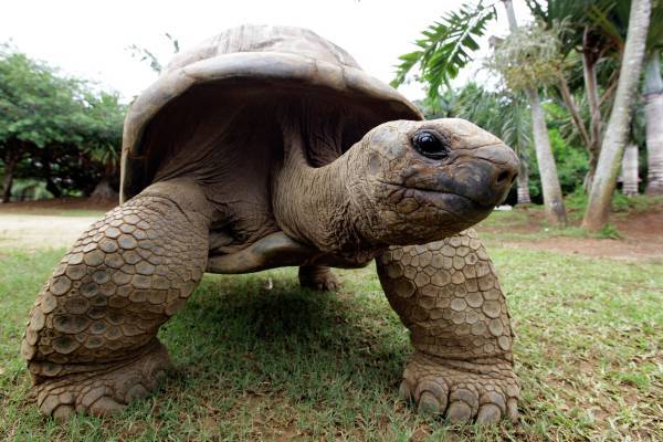 Столетнего самца гигантской черепахи решили вернуть на Галапагосские острова