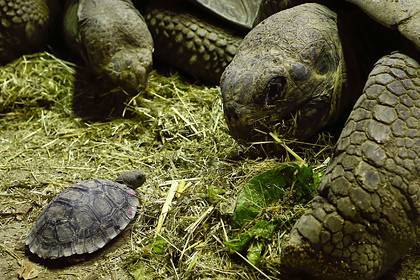 Оплодотворившего сотни черепах самца спустя 80 лет отпустили домой