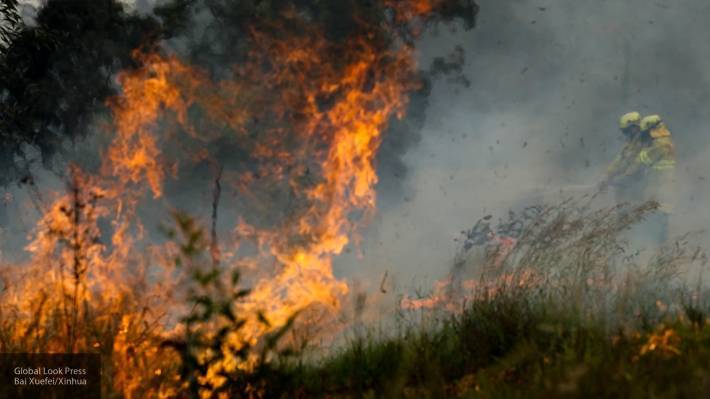 Для расследования причин лесных пожаров в Австралии власти страны создадут комиссию