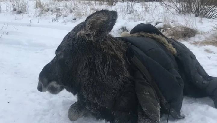 Спасение лосихи в Нижегородской области сняли на видео