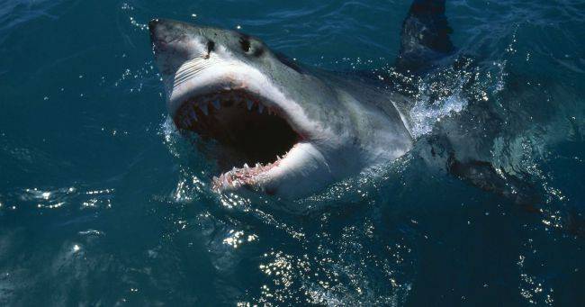 Упавшего в воду немецкого футболиста загрызли белые австралийские акулы