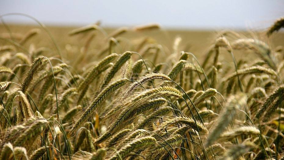 Эксперты прогнозируют рост цен на черный хлеб из-за низкого урожая ржи в России