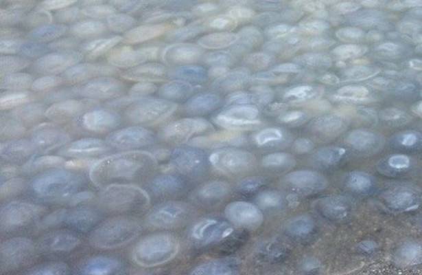 Стали известны причины массовой гибели медуз под Анапой