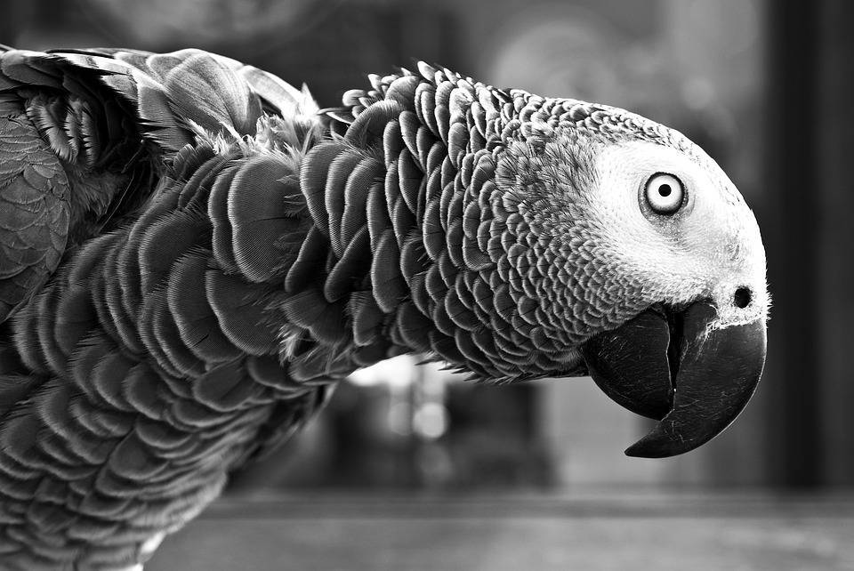 Ученые нашли самых добрых попугаев на Земле