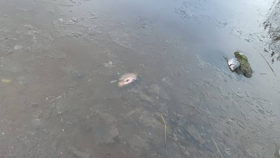 Петербуржцы сообщили о мертвой рыбе в водах Лахтинского разлива