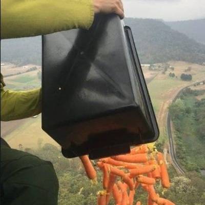 Морковный дождь обрушили на животных Австралии