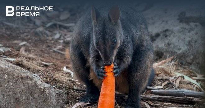В Австралии, где сейчас бушуют пожары, скинули с воздуха тонны моркови и картофеля для кенгуру