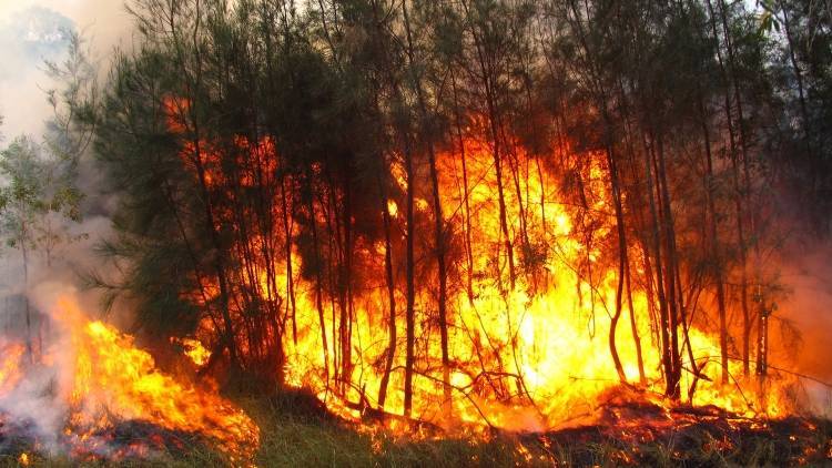 Спасатели Австралии сбрасывают на сгоревшие леса картофель и морковь для животных