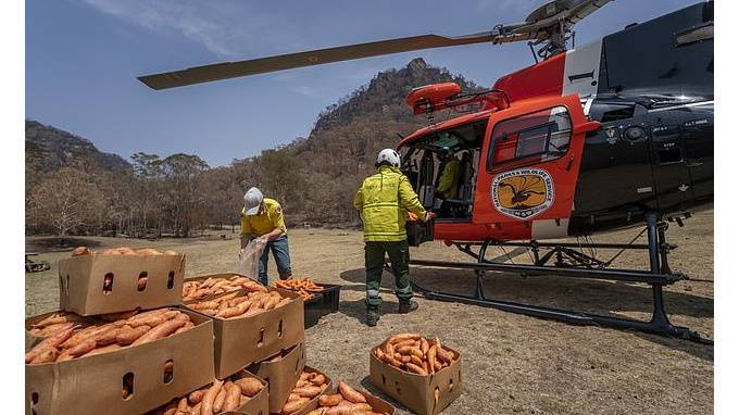 В Австралии с воздуха скинули тонны моркови и картофеля для кенгуру