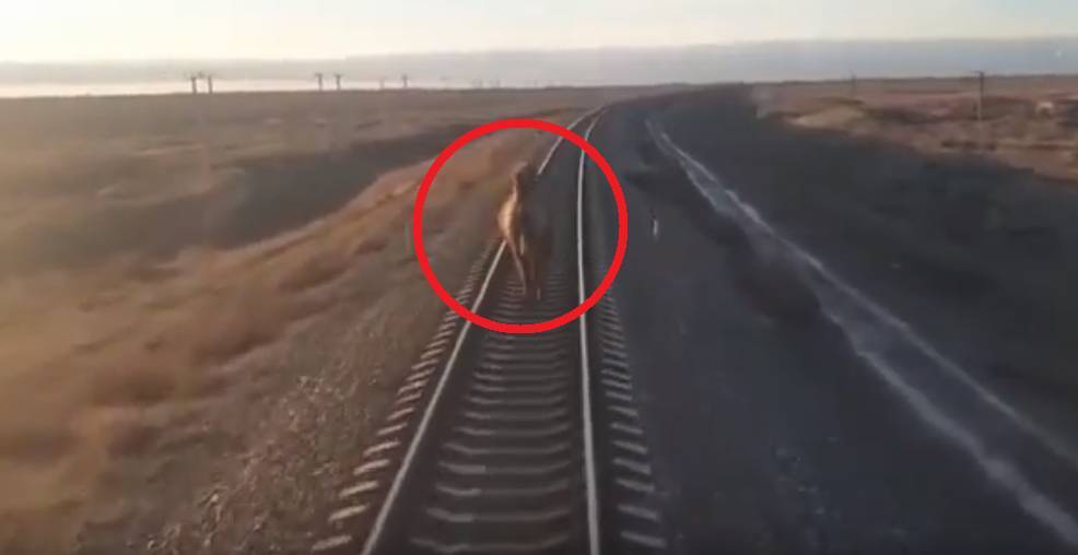 Опубликовано видео, как безмятежный верблюд часами тормозил астраханский поезд