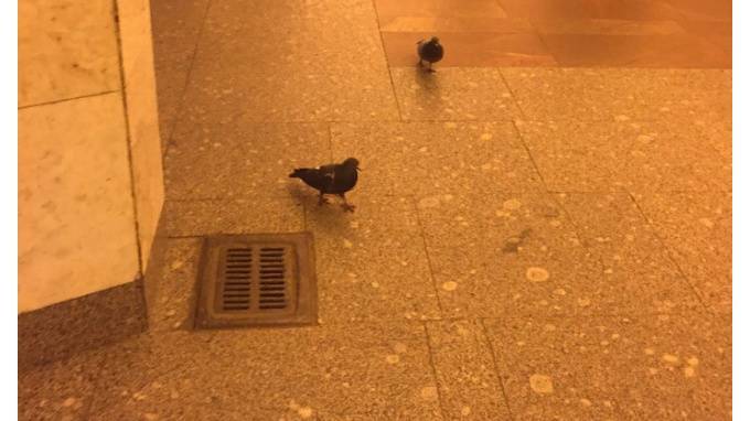 Петербургские голуби не могут выбраться из метро