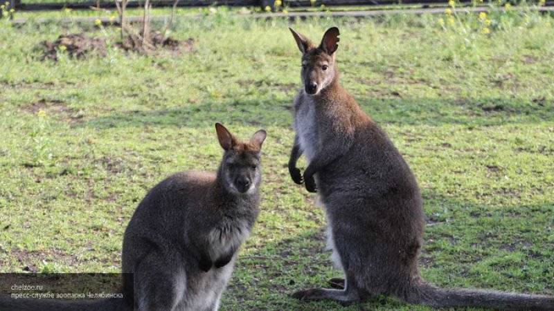 Тонны картофеля и моркови сбросили с воздуха для кенгуру в Австралии