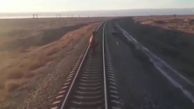 Бегущий по рельсам верблюд задержал поезд на 2 часа в Астраханской области
