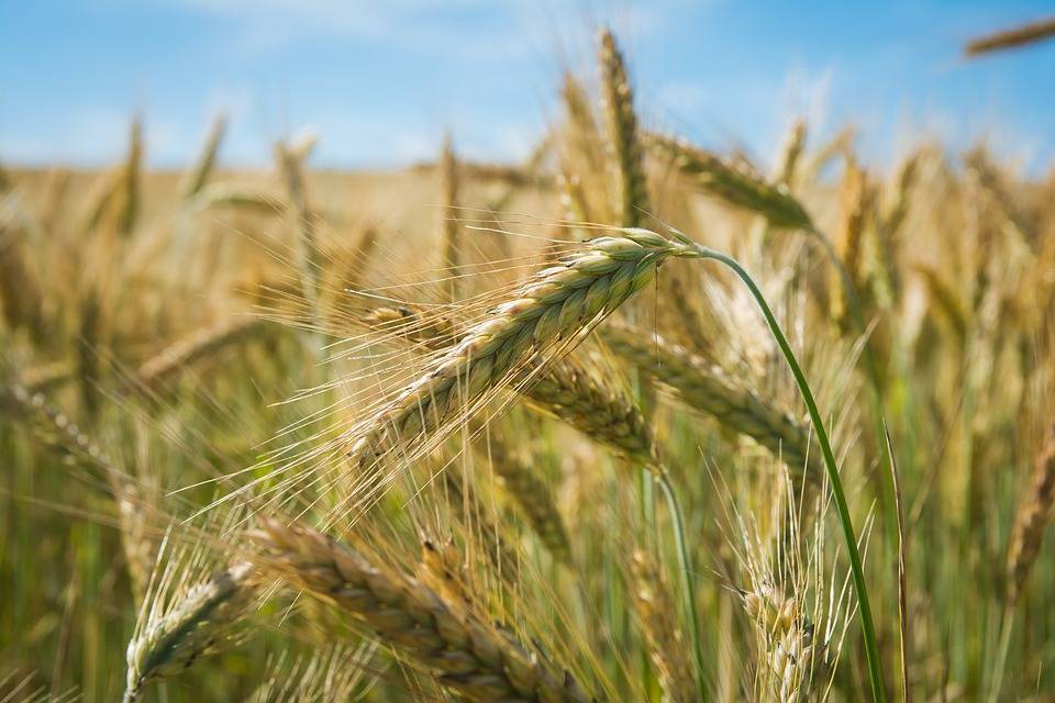 В Израиль впервые доставлена кошерная пшеница из Литвы - Cursorinfo: главные новости Израиля