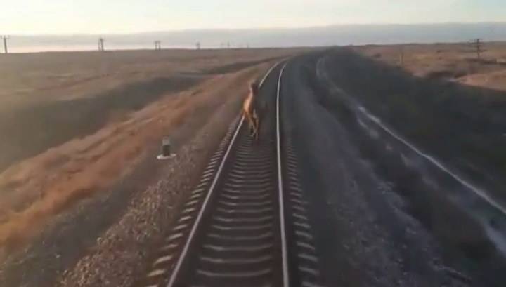 Настырный верблюд задержал следовавший в Москву поезд