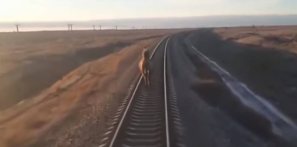 Бегущий по рельсам верблюд задержал пассажирский поезд в Астраханской области